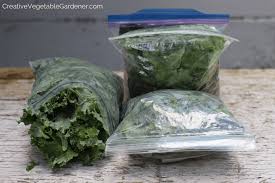 How do you freeze kale from the garden. Creative Vegetable Gardener The Greatest Way To Quickly Freeze Kale Creative Vegetable Gardener