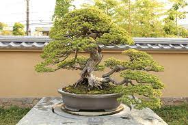 All you need to do is place the pot and add soil to it. Bonsai Tree Care How To Care For Bonsai Trees Growing Bonsai