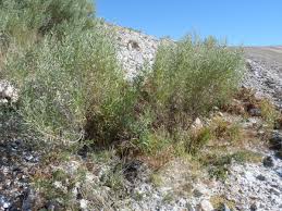 Image result for Pechuel-Loeschea leubnitziae