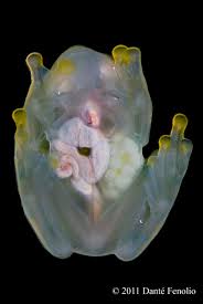 Image result for glass frog