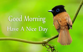 Good morning have a great day pictures. Good Morning Have A Nice Day With Cute Birds Images Good Morning Images Quotes Wishes Messages Greetings Ecards