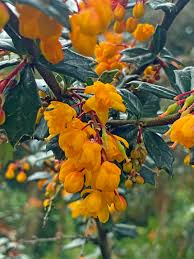 Image result for Berberis darwinii