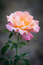 Bellasecretgarden Hybrid Tea Roses Love Flowers Pretty Flowers
