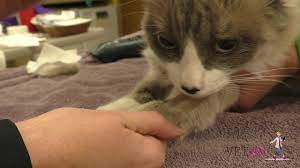 We did not find results for: Vetgirl Ivermectin Toxicity Cat Youtube