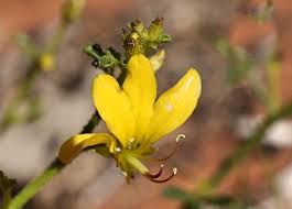 Image result for Cleomaceae