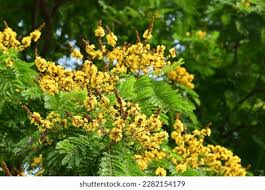 Image result for Limeum pterocarpum