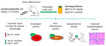 Find out what is the full meaning of sgpt on abbreviations.com! Pathogens Free Full Text Protective Effects Of Evening Primrose Oil Against Cyclophosphamide Induced Biochemical Histopathological And Genotoxic Alterations In Mice Html