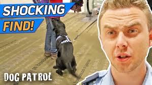 Classic Festivals Uk Sniffer Dogs Demo Dogs June 2018