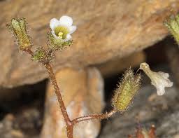 Image result for Lipocarpha micrantha