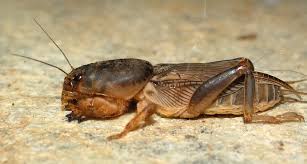 Image result for Gutenbergia spermacoceoides