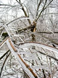 De ijzel heeft later in de ochtendspits ook toegeslagen op de a1 in twente. Gratis Afbeeldingen Boom Tak Sneeuw Koude Winter Fabriek Hout Blad Bloem Vorst Ijs De Lente Weer Seizoen Planten Takje Bomen Bos Schade Ijskoud Ijzel Bosrijke Installatie 2304x3072 764361 Mooie Afbeeldingen Pxhere