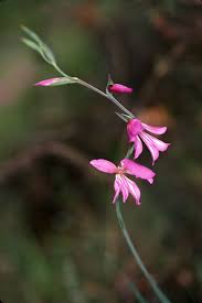 Image result for Iridaceae