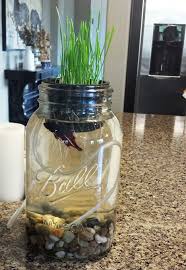 Mason Jar Aquaponics Mason Jar Diy Mason Jars Mason Jar Crafts