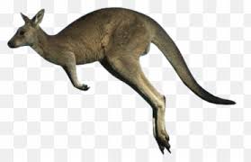 Free Transparent Kangaroo Transparent Background Images Page 1 Pngaaa Com Apple logo with transparent background. free transparent kangaroo transparent