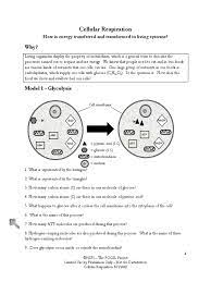 Specifically, during cellular respiration, the energy stored in glucose is transferred to atp ( figure below ). Pogil Answer Key Cellular Respiration Oxidative Phosphorylation Pdf Answer Key Bookmark File Pdf 44 Overview Of Cellular Respiration Answer Key Tofiturewu