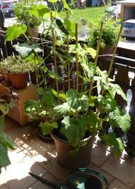 Das Beste Gemuse Fur Anfanger Bei Wenig Zeit Und Auch Fur Den Topfgarten Topfgarten Krautergarten Palette Pflanzen