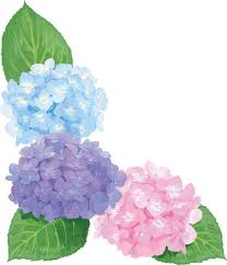 おしゃれ綺麗な水色ピンク紫の角飾りの紫陽花イラスト(梅雨)無料 ...