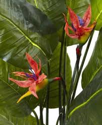 Bird Of Paradise Plant Varieties Australia Nearly Natural 58 Bird Of Paradise Real Touch Artificial Plant Green Artificialplantslivi Artificial Garden Plants Artificial Plants Outdoor Paradise Plant