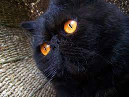 Pin On Orange Black