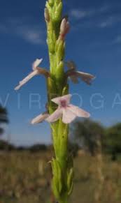 Image result for Striga gesnerioides