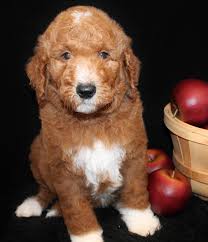 Check spelling or type a new query. Light Apricot Goldendoodle Www Macj Com Br