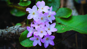We can even deliver your plants to green bay, wi or nationwide. 24 7 Wall St Blog Archive Most Popular Flowers In Every State