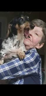 Miniature dapple dachshund missing in Hiseville area?