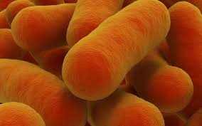 Beberapa penyakit juga tidak cocok didiagnosis dengan pcr, contohnya adalah penyakit klostridial (tetanus dan botulisme). Botulisme Penyebab Gejala Komplikasi Pengobatan Dan Pencegahan
