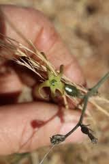 Image result for Trochomeria macrocarpa