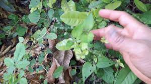 Enquanto a parte aérea da planta é usada em problemas nos ovários e o vegetal todo serviria para tratar bronquite, asma e afecções dos rins. Planta Quereme Sigueme Pega Pega Ven A Mi Y Abrecaminos Youtube