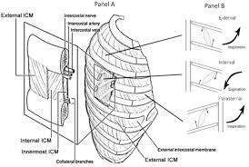 Parasternal, external and internal intercostals. Ultrasonographic Assessment Of Parasternal Intercostal Muscles During Mechanical Ventilation Annals Of Intensive Care Full Text