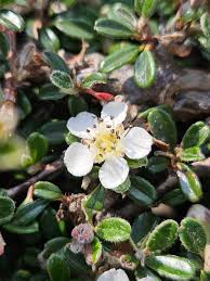 Image result for Cotoneaster microphyllus