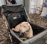 XL dog stroller for big dogs