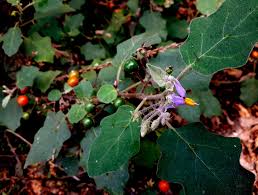 Image result for Solanum anguivi