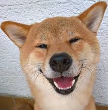 pobediteli fotokonkursa mars petcare comedy pet photo awards 2020 fotorelax pets smiling dogs anxious dog