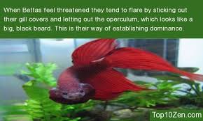 20 Interesting Betta Fish Facts To Better Know Your Betta Betta Fish Betta Betta Fish Care