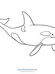 When we think of october holidays, most of us think of halloween. Orca Coloring Page All Kids Network