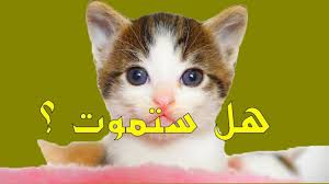 حقائق مدهشة عن أسنان القطط و هل أصل القطط بدون أسنان youtube