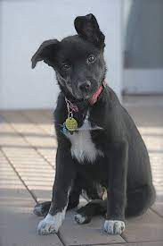 Pin By Karen Lopez On Friggin Cute Puppies Mutt Puppies Mutt Dog Puppies