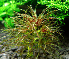 Image result for Najas