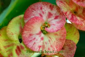 Image result for Euphorbia eylesii