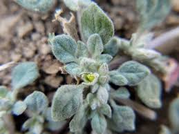 Image result for Glinus lotoides