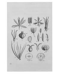 Image result for Aneilema plagiocapsa