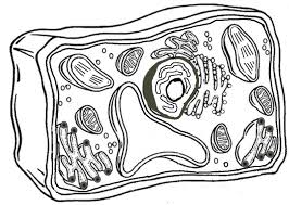 Great simple line drawing i brought 3 downloadable versions. Plant Cell Diagram Tutorial Diagram Quizlet