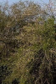 Image result for Albizia anthelmintica