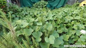 Image result for Ipomoea barteri