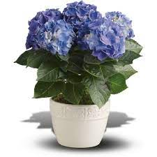 Hydrangea Care Guide Discover How To Grow Hydrangeas As House Plants Planting Pruning Reblooming Pro Hydrangea Care Planting Hydrangeas Growing Hydrangeas