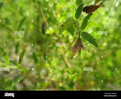 Image result for Hermannia glanduligera