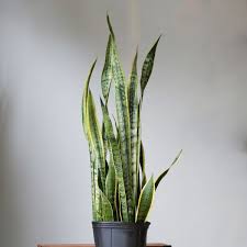 Image result for Sansevieria trifasciata