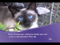 El día del médico veterinario se conmemora en el perú cada 08 de julio. Tu Mascota Le Dice Feliz Dia A Su Veterinario Youtube